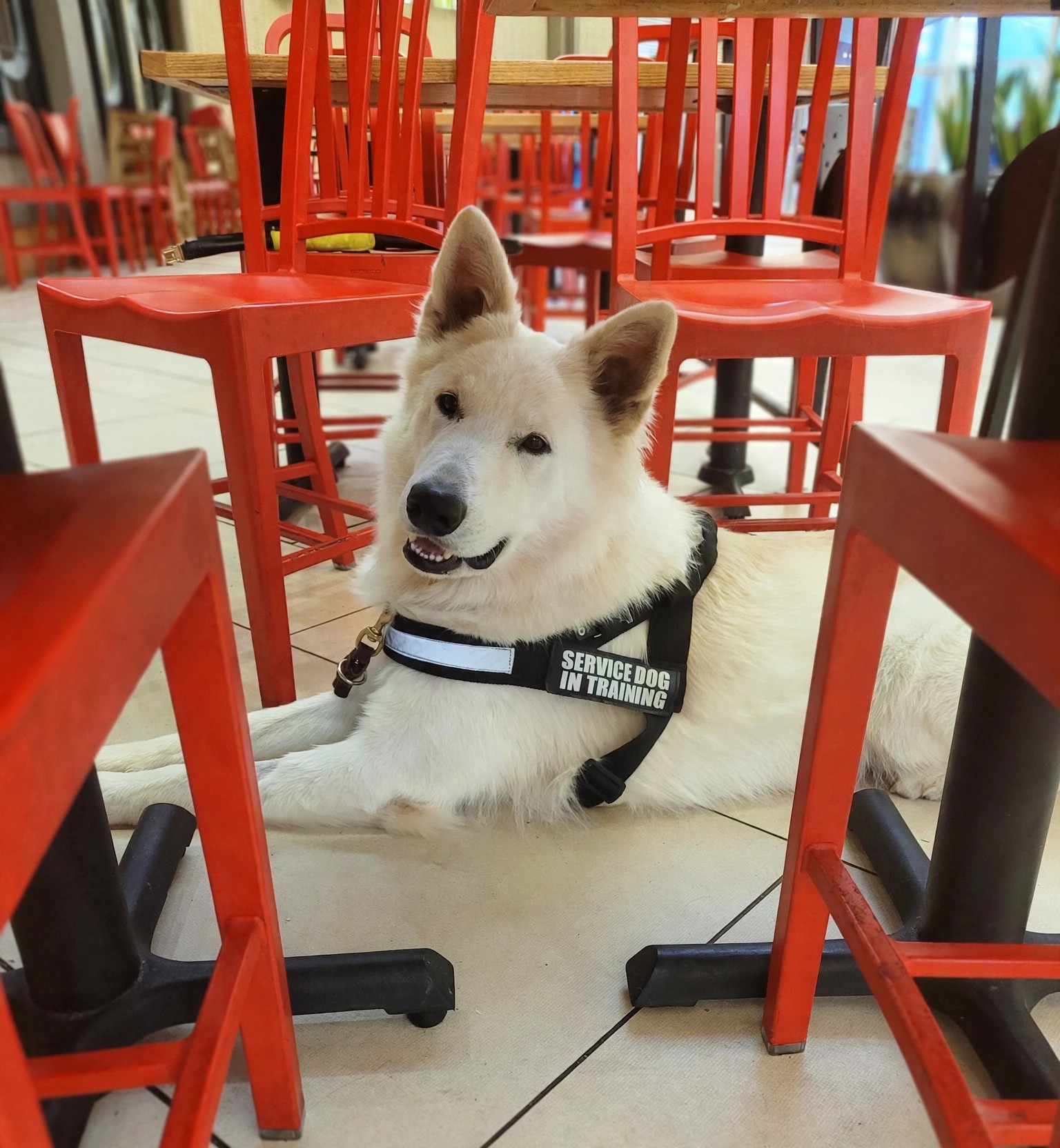Jura lying under a table among red chairs